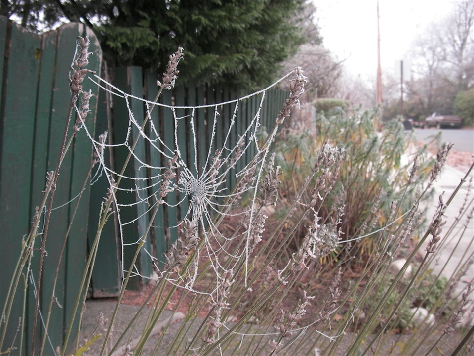 A frozen spider web I saw while walking from work.