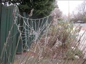 A frozen spider web I saw while walking from work.: by maddybird1995, Views[173]