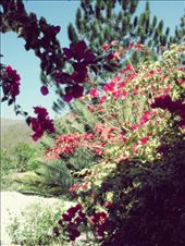 by madeira, Views[210]