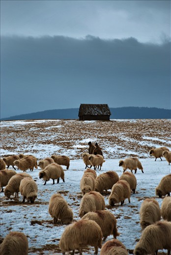 Shepherds struggling to survive through the winter