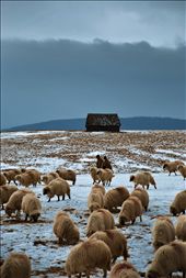 Shepherds struggling to survive through the winter: by mado_samiou, Views[438]