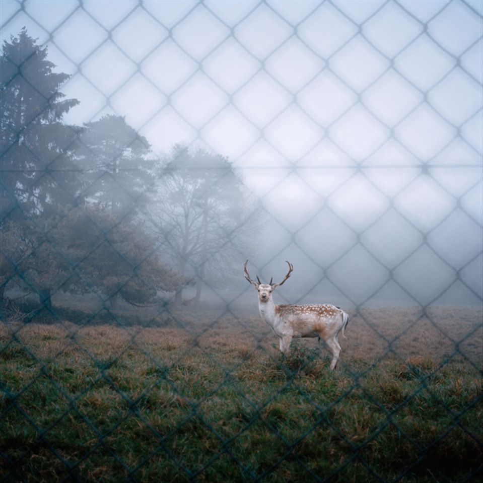 As I was driving around on a foggy day, I came across this little animal. I immediately stopped. I got off my car quietly and tried to photograph him before he escaped...He stayed still for a few seconds and offered me this amazing photograph...then he ran away.