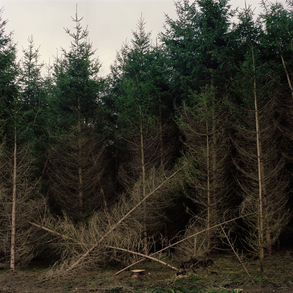 I shot this one in the Ardennes. I was intrigated by this place as it looked like a mysterious tension was coming from within the ground...