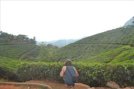Munnar- tea plantations