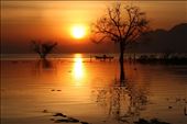 FISHERMAN AT SUNRISE IN CHAPALA LAKE, TREE REFLECTION: by magiclake, Views[372]