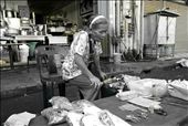 An old lady selling seahorses as medicinal herbs in Kota Kinabalu market.: by magsecrets, Views[522]