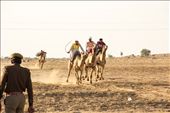 We must have seen and heard about horse race, dog race, even elephant race!. But it was quite surprising to see camels race! I always thought camels were very patient and usually sluggish. But in the last day of the desert festival at Jaisalmer, the camel race saw a huge crowd, with tourists  and villagers from nearby villages, in equal numbers. The camel race was interesting to watch. So interesting that the race is an experience in itself!: by maheshramesh, Views[637]
