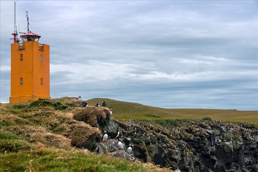 Hundreds of puffins keeping company to an old lighthouse at cape Ingólfshöfdi.