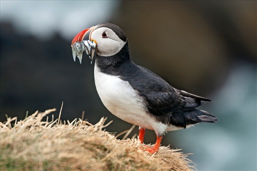 An Atlantic Puffin with its distinctive colourful beak full of sand eels.