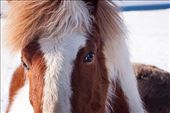 Need for company, Icelandic horse, Snæfellsnes peninsula: by maitrayee, Views[499]