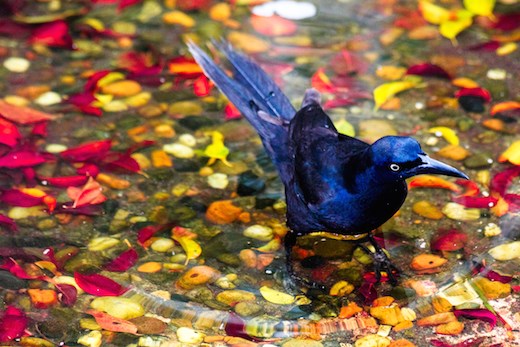 Lay beneath the forest heights, a winged creature stirs water for a bath.