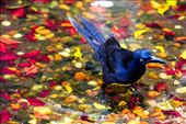 Lay beneath the forest heights, a winged creature stirs water for a bath.: by makaman, Views[391]