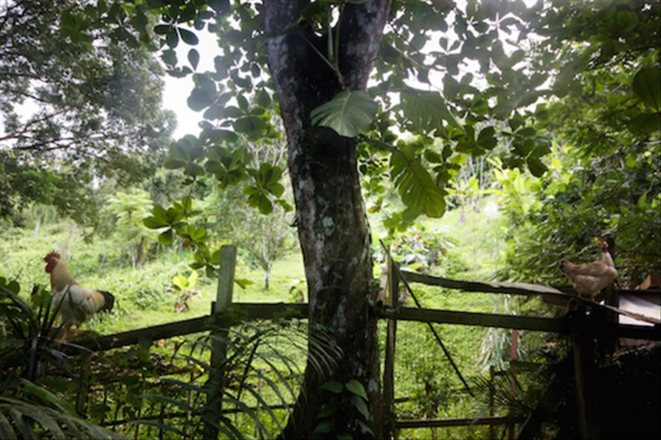 Two chickens guard the gate to this old time farm, at the mouth of the jungle.