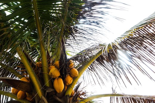 Coconut oil has prominently been used for generations for beautiful skin!