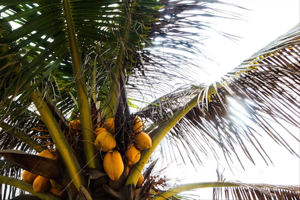 Coconut oil has prominently been used for generations for beautiful skin!