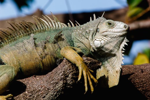 The north Colombian coast serves home to some of the largest iguanas.