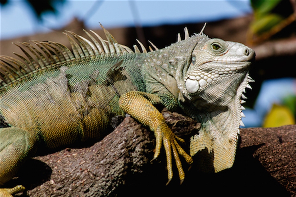 The north Colombian coast serves home to some of the largest iguanas.