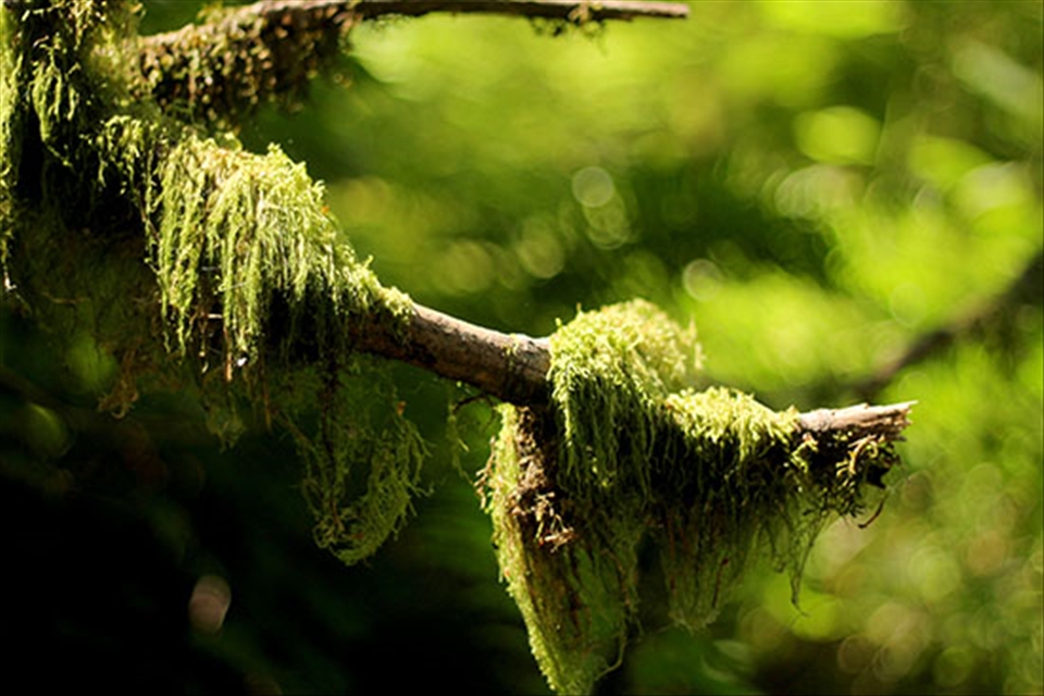 Moss in Portland, OR.