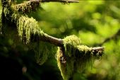 Moss in Portland, OR.: by makennahaeder, Views[240]