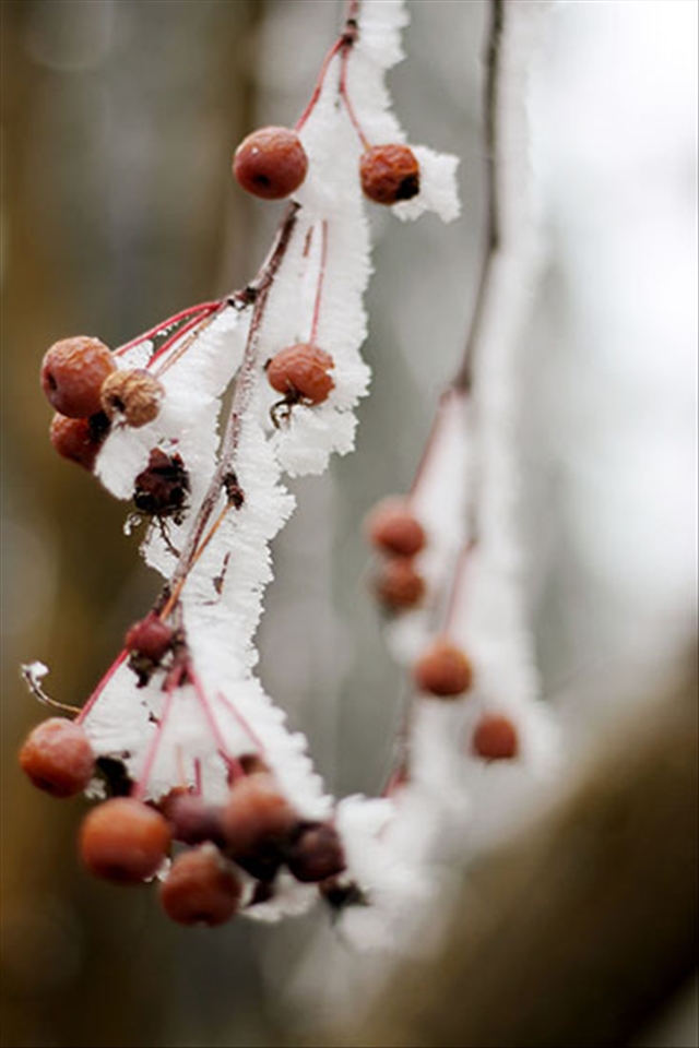 Frosty mornings in Spokane, WA.