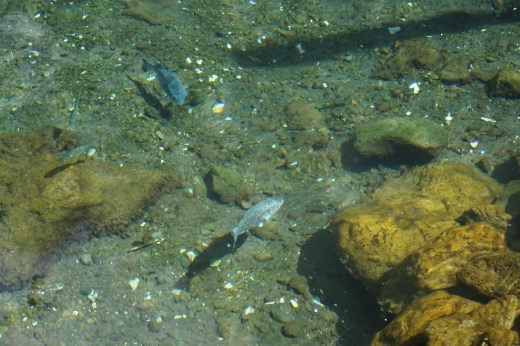 Yes, there really is a fish swimming in the crystal clear waters of Piula Rock Cave, Upolo