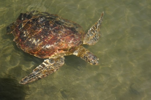 Swimming with Turtles in Savaii