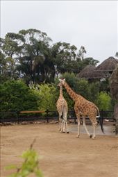 by malas, Views[156]