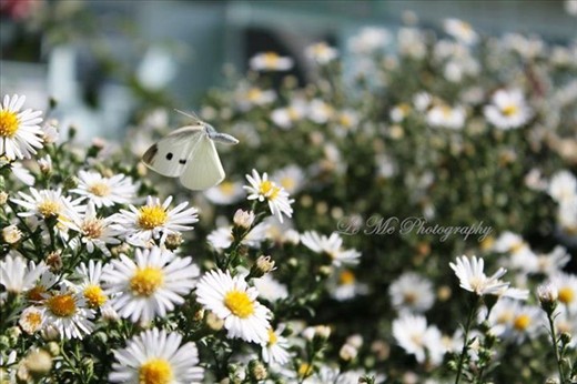 Garden in elderly house in village (Vakhdat, Tajikistan)
