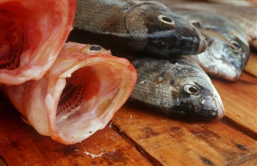 A photo of a number of fish for sale in the harbour of Essaouira. The photo has been taken with slide film and a Olympus OM 50 mm. macro lens. 