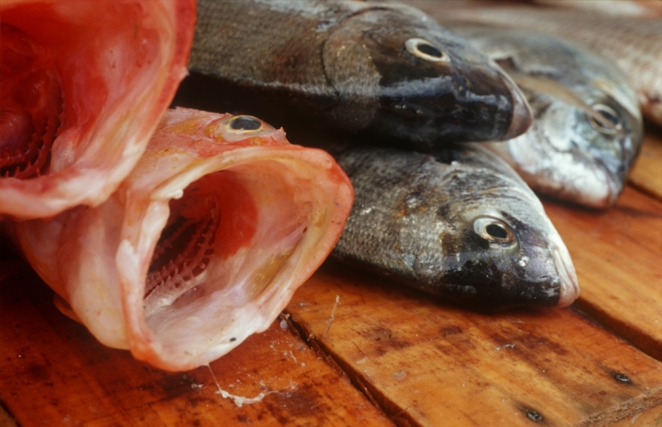 A photo of a number of fish for sale in the harbour of Essaouira. The photo has been taken with slide film and a Olympus OM 50 mm. macro lens. 