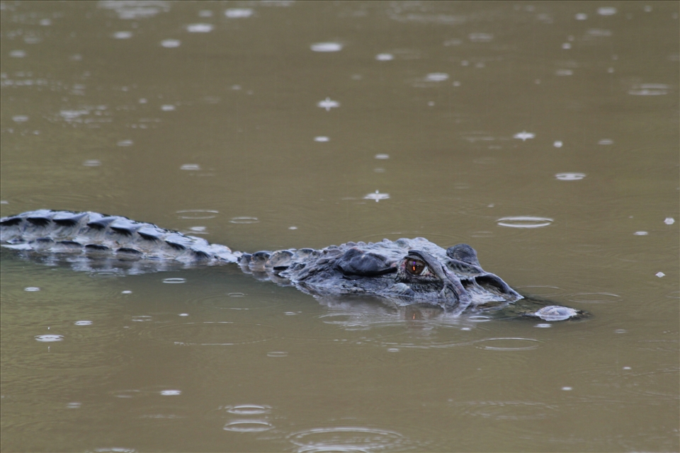 Alligator notes the prey