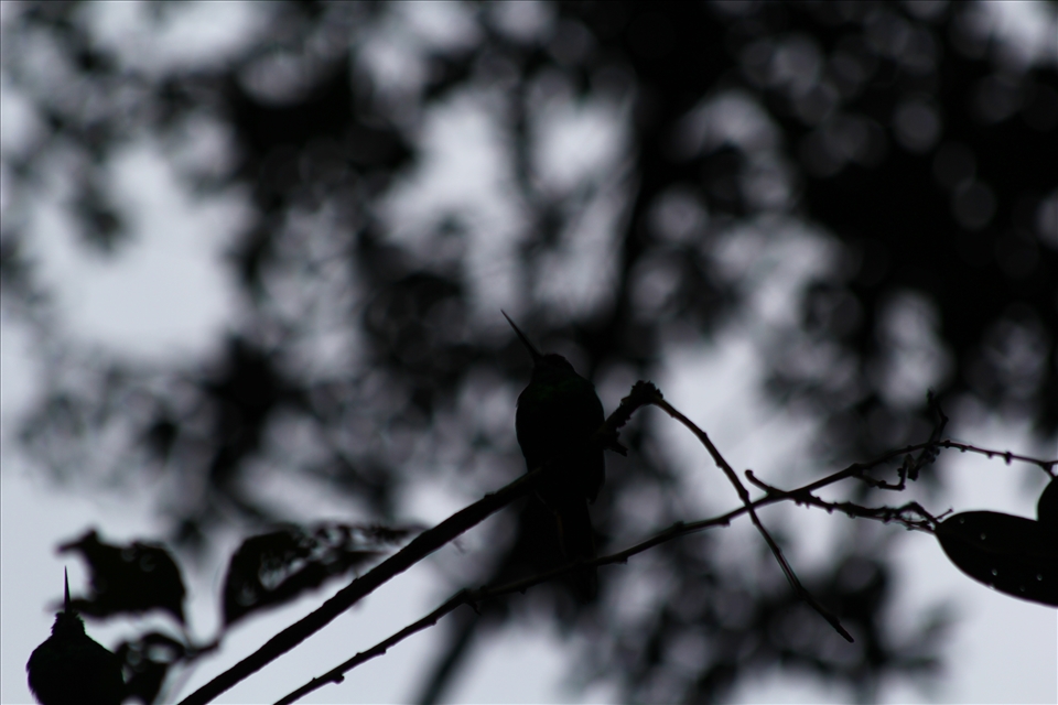 Bird sings in forest