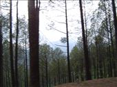 Way to Gangotri: by manandoshi, Views[88]