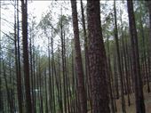 Way to Gangotri: by manandoshi, Views[137]