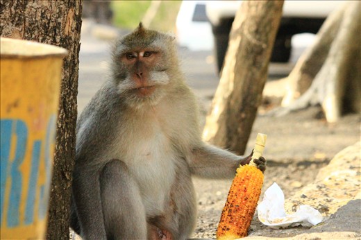 Monkeys are very common to find and they have a spiritual meaning for Indonesian