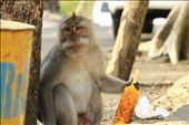 Monkeys are very common to find and they have a spiritual meaning for Indonesian: by mandala, Views[227]