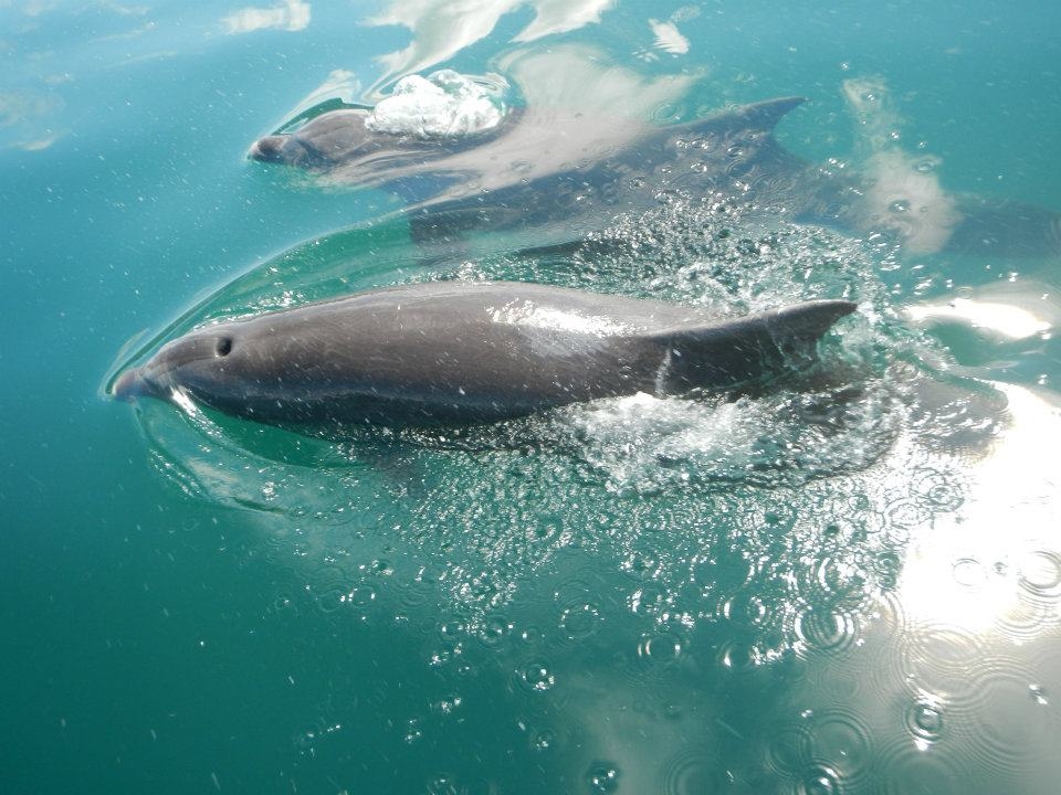 Of the best things in my trip was to find quantity of wild life, always in his natural envoriment. The peninsula possesses one of the deepest gulfs of the world, the ¨Golfo Dulce¨, characterized for being a cradle of hundreds of dolphins, spotted (Stenella attenuata) and bottlenose (Tursiops truncatus)  dolphins,looking for adventure in my way to the point of snorkel with Thomas, we meet a big group of dolphins, two bottlenose dolphins swam close to our boat for a couple of minutes, incredible, mammals intelligent and worth admiring, it is possible to estimate his beauty on having gone out to take little air before submerging again.
