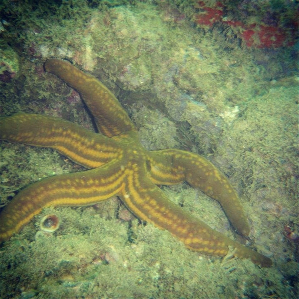 Art from Mother Nature