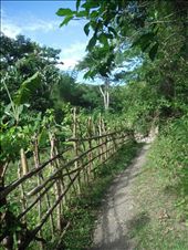 HAWILI  COMMUNITY - Hawili is a bucolic village in Mansalay inhabited by the indigenous tribe of Mangyan, a peaceful and close-knit cultural minority of the Island of Mindoro. The fragile fence serves as protection for crops from stray animals.: by mangyan, Views[855]
