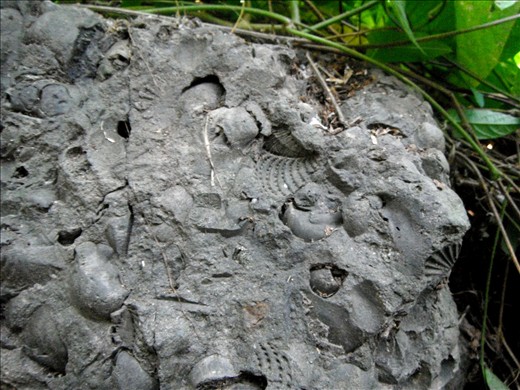 MAAY-HAY ROCK - There are more fossil rocks along the way deeper into the tributary. A close look of this one is simply amazing. A thick canopy of vines and bushes protect it throughout the year, as it is situated higher up in the bank.