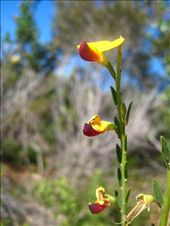 Hiding at the ankles of tightly packed acacia and myrtle trees, the delicate Bush Pea dots the northern end of the Coast Track. Flowering occurs progressively along the stem with each blossom less than 1 cm wide. Listed as Vulnerable, it fans its wings to ephemerally gleam the sun’s gold.: by manhy, Views[226]