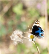 A beautiful blue butterfly: by manjuka, Views[230]