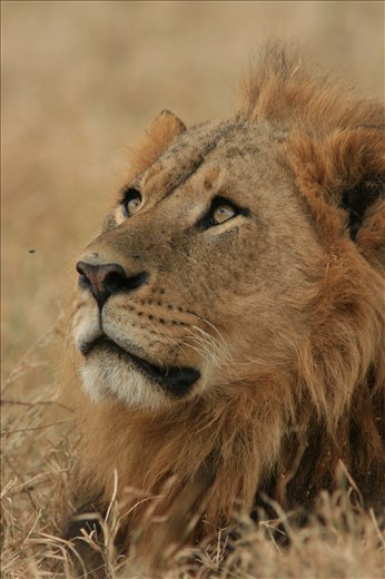 Young male lion, Masai Mara, Kenya