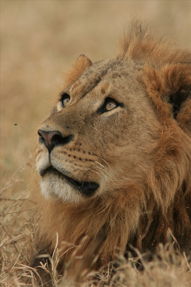 Young male lion, Masai Mara, Kenya
