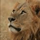 Young male lion, Masai Mara, Kenya: by manon, Views[275]