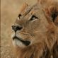 Young male lion, Masai Mara, Kenya: by manon, Views[225]