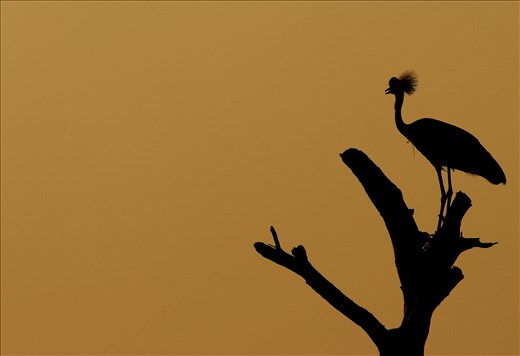 Grey-headed crane, Queen Elisabeth National Park