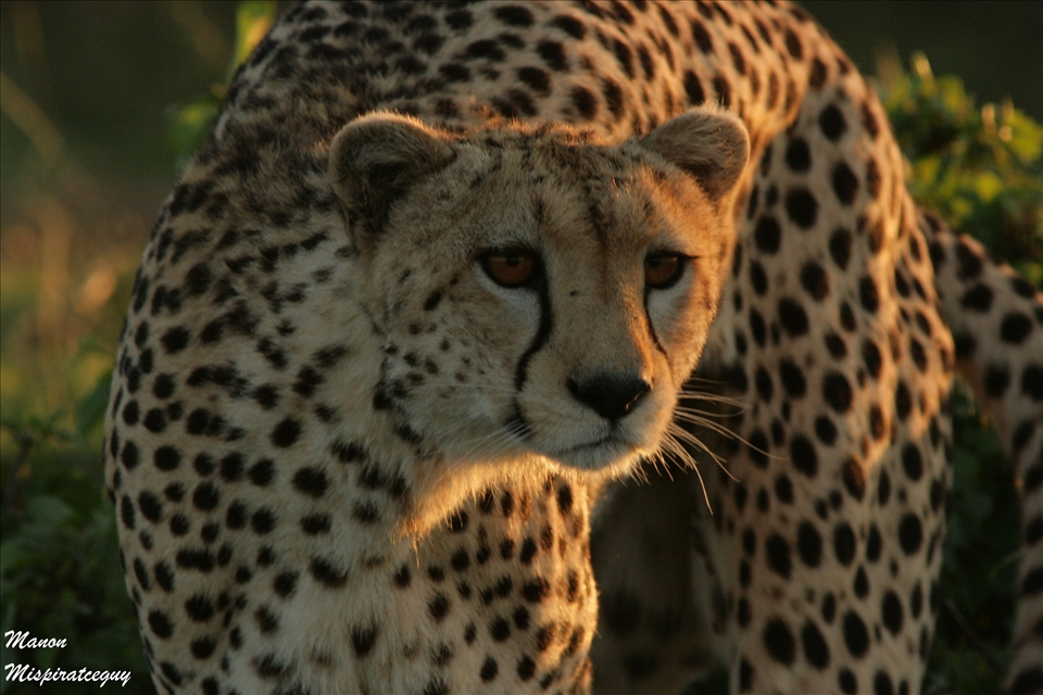Cheetah, Masai Mara, Kenya