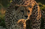 Cheetah, Masai Mara, Kenya: by manon, Views[276]