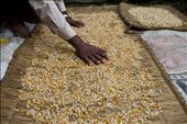 As modern media threatens Gandharva’s traditional role, many turn to agriculture: by manos_fikaris, Views[274]